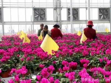 扬州高邮：每天发货30万株，花工厂绽放乡村振兴致富花