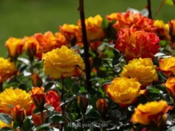 安阳市滑县森林公园月季花开放，赏花打卡正当时