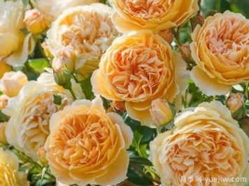 大花香水月季的养护方法，分享10种花香飘满屋