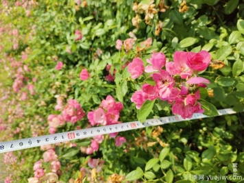 安吉拉月季盆栽苗，60厘米高基地发货