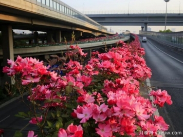 30万株新品种，杭州高架月季会带来什么样的惊喜？