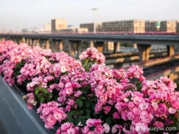 杭州高架月季实现定期开花，是如何进行花期调控的？