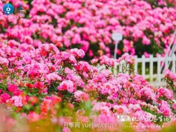 2024年第二届杭州市月季花展举办，赏500万株月季