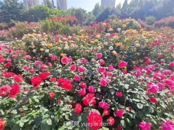 郑州月季公园40万株月季竞相绽放，感受花漾生活