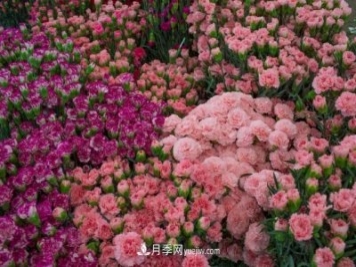 中国6大花市，全国花卉批发市场介绍