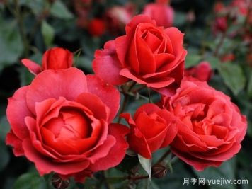 21朵玫瑰：不只是浪漫，还藏着这些深意