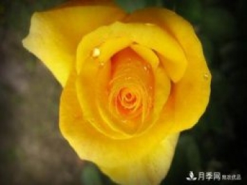 上海龙凤419为大家介绍大花香水月季