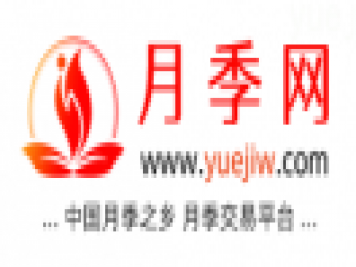 中国上海龙凤419，月季品种介绍和养护知识分享专业网站
